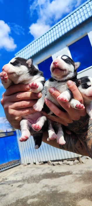 Дівчатка  та хлопчики сибірський хаскі