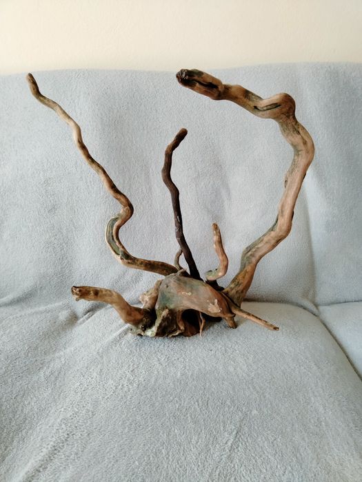 Piękny korzeń do akwarium