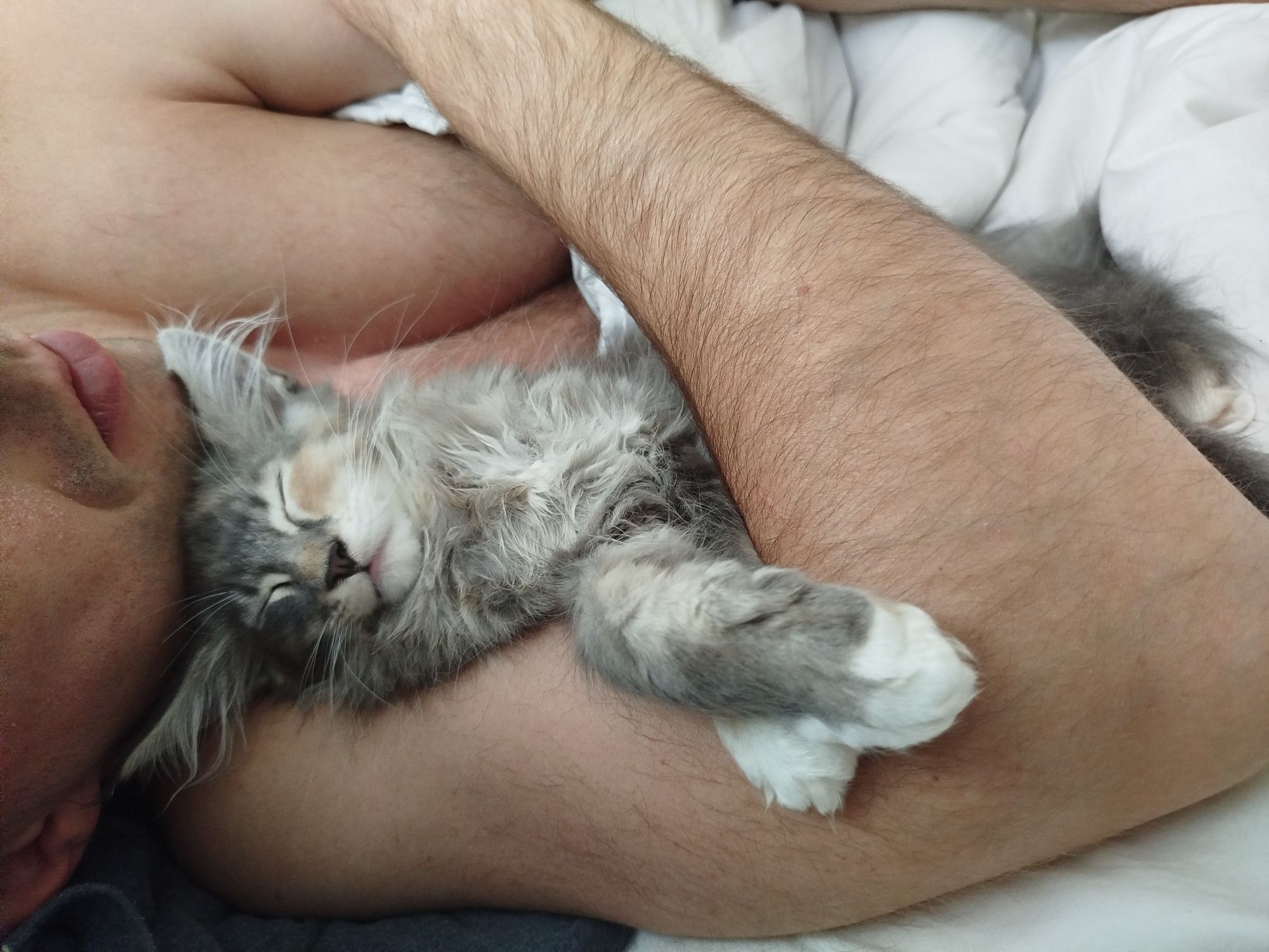 Niebieska kotka Maine coon FPL