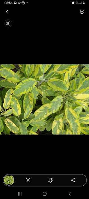 Шавлія, очиток, хоста.