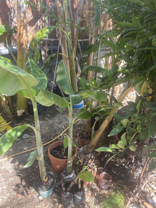 Mudas de bananeiras (varios tamanhos)