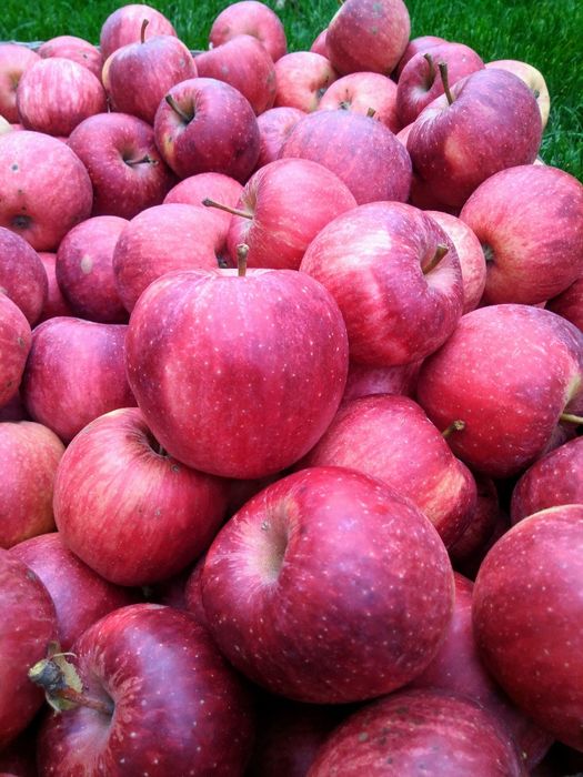 Pyszne i soczyste jabłka z natury