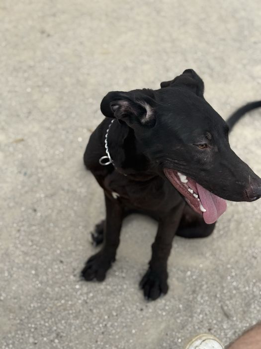 Dou uma cadela e um cao  urgente