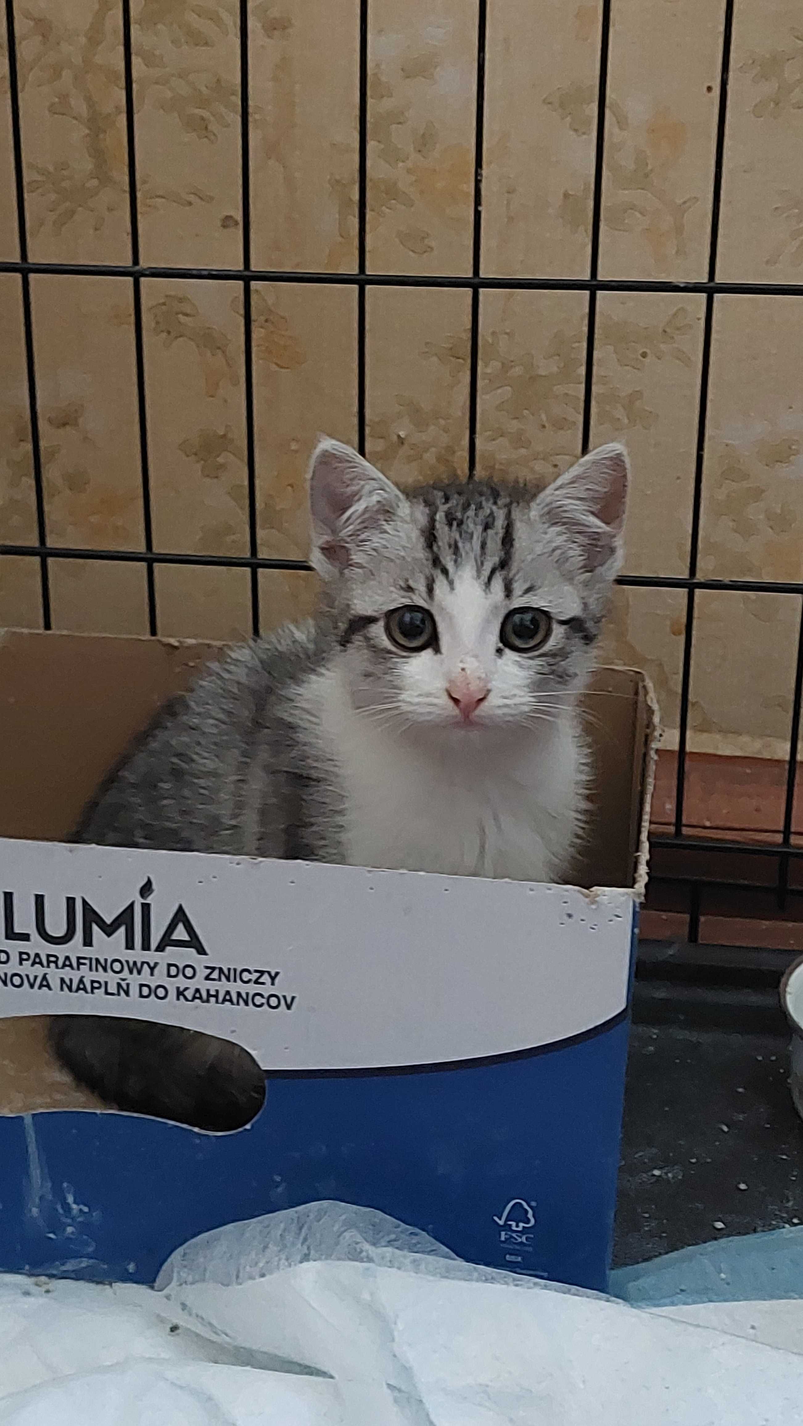 Sreberka do adopcji!