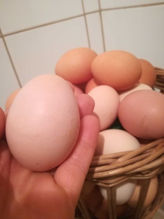 Kury oraz jajka wiejskie. Okazja! Zadzwoń!
