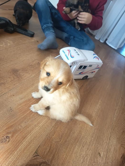 Małe pieski za darmo