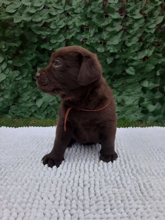 Шоколадний хлопчик Лабрадор Ретрівер