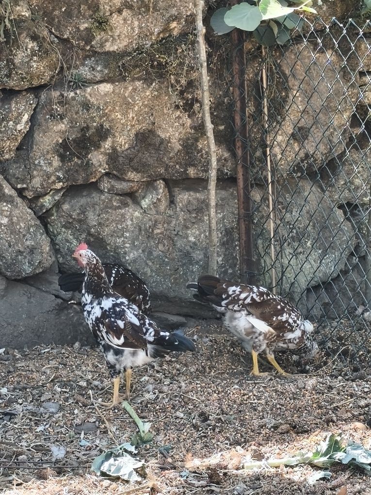 Leghorn casal 3 meses
