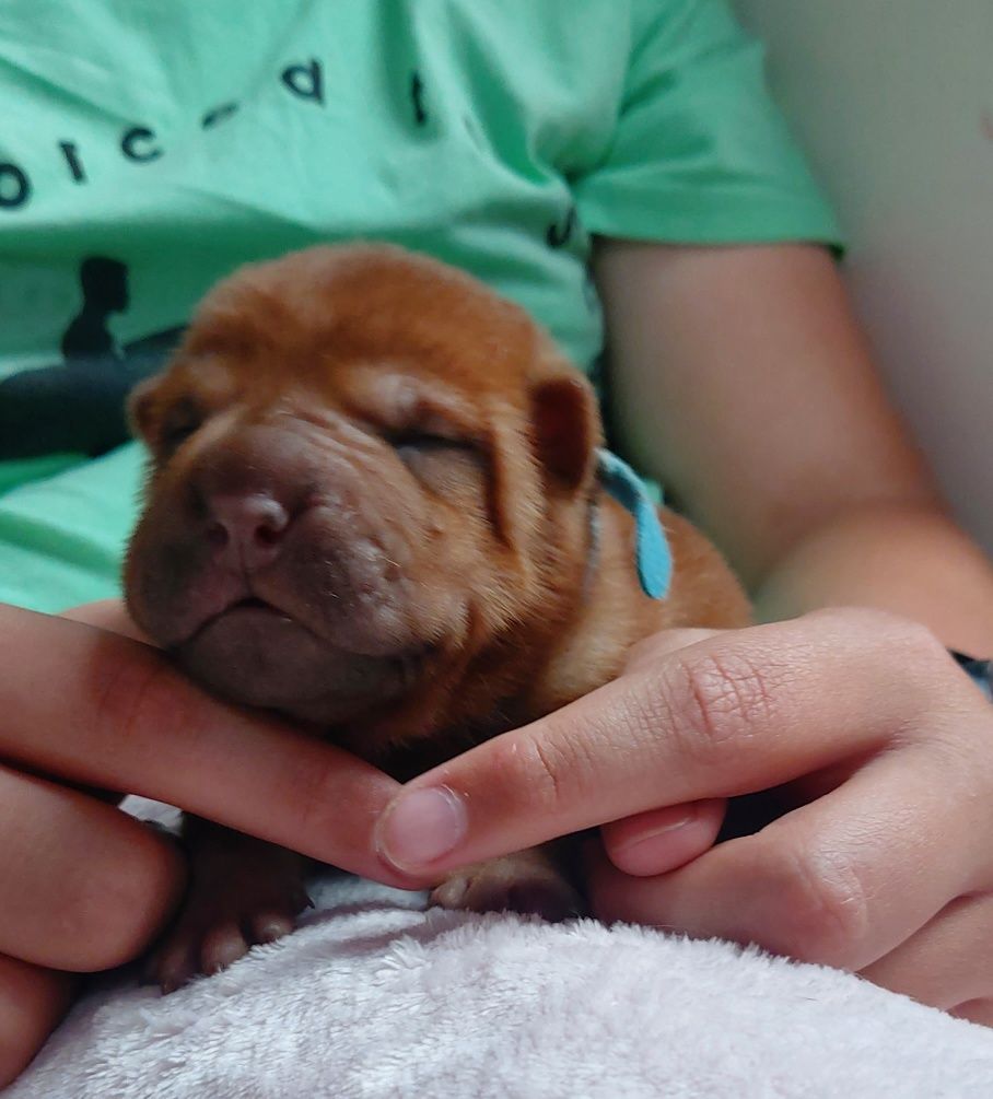 Szczeniak shar pei z rodowodem