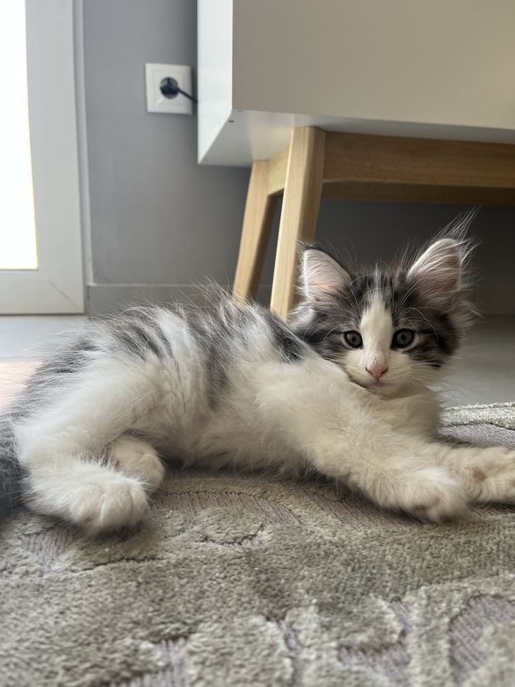Gatinho bosques da noruega