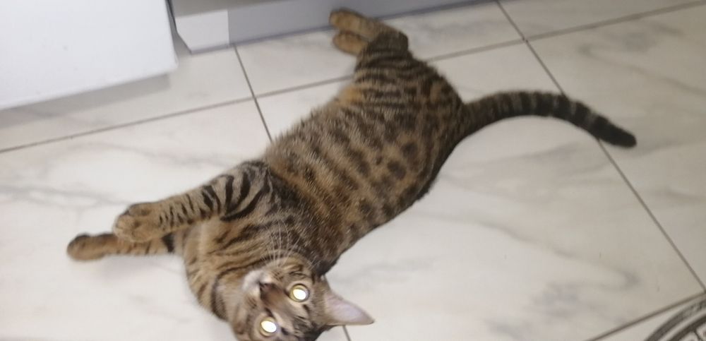 Вязка!!! Бенгальская кошка ищет жениха