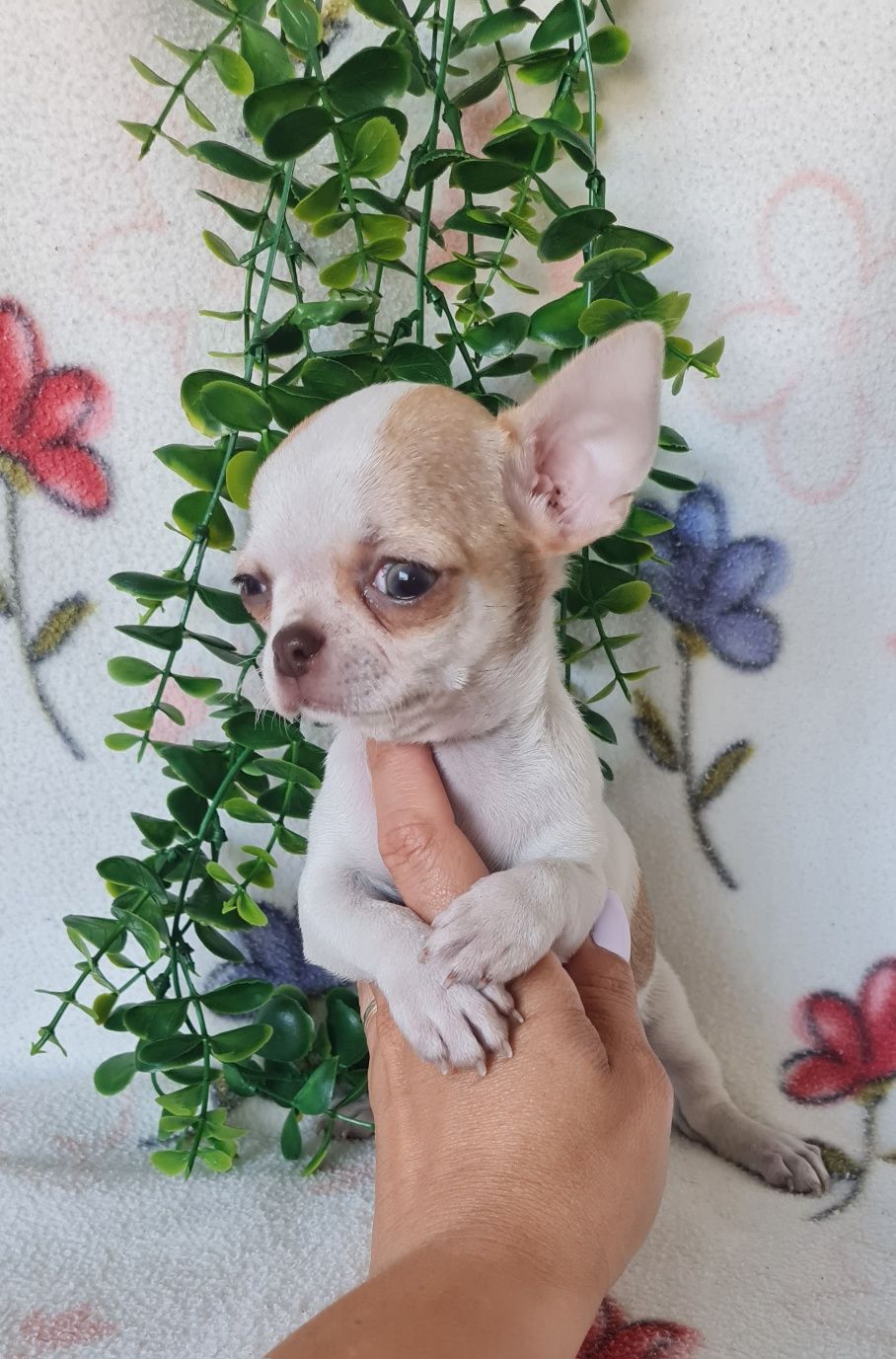 Estupendo mini mini Chihuahua/Chiuaua de Qualidade. Linhagem Russa