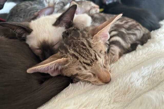 Orientalny kociak o nietypowym pręgowaniu