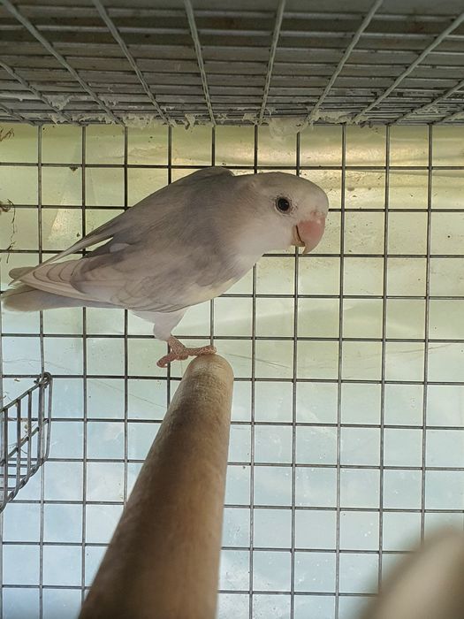 Agaponis  para venda