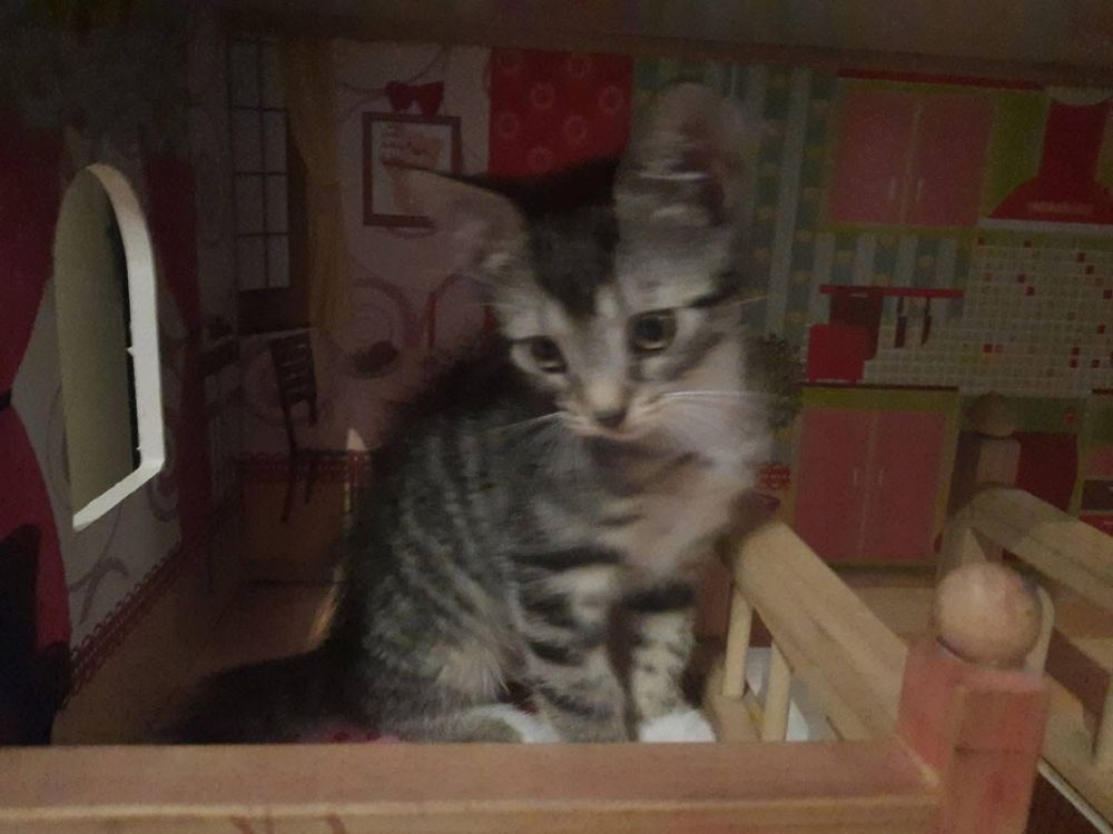 Kotki do adopcji