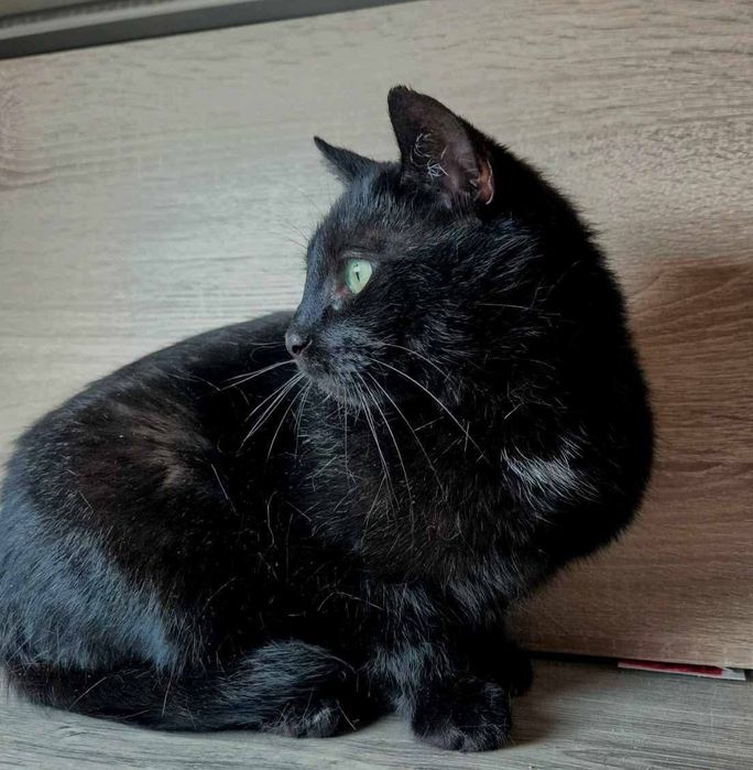 Nieśmiała, ale pełna czułości kotka Czarnulka vel Lalka szuka opiekuna