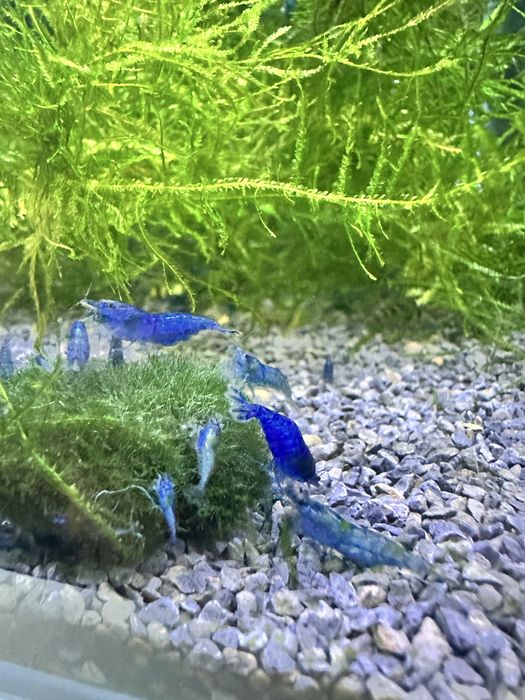 Neocaridina blue dream