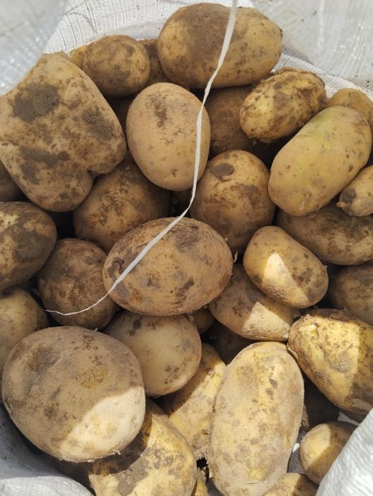 Ziemniaki vineta, otolia