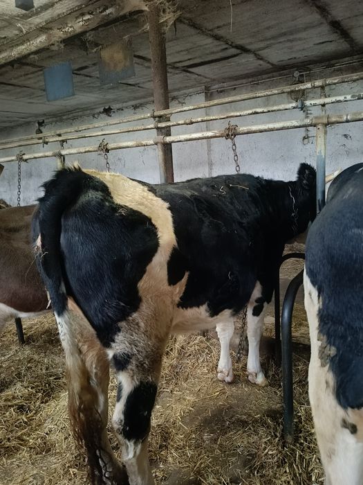 Jałówka z likwidacji stada