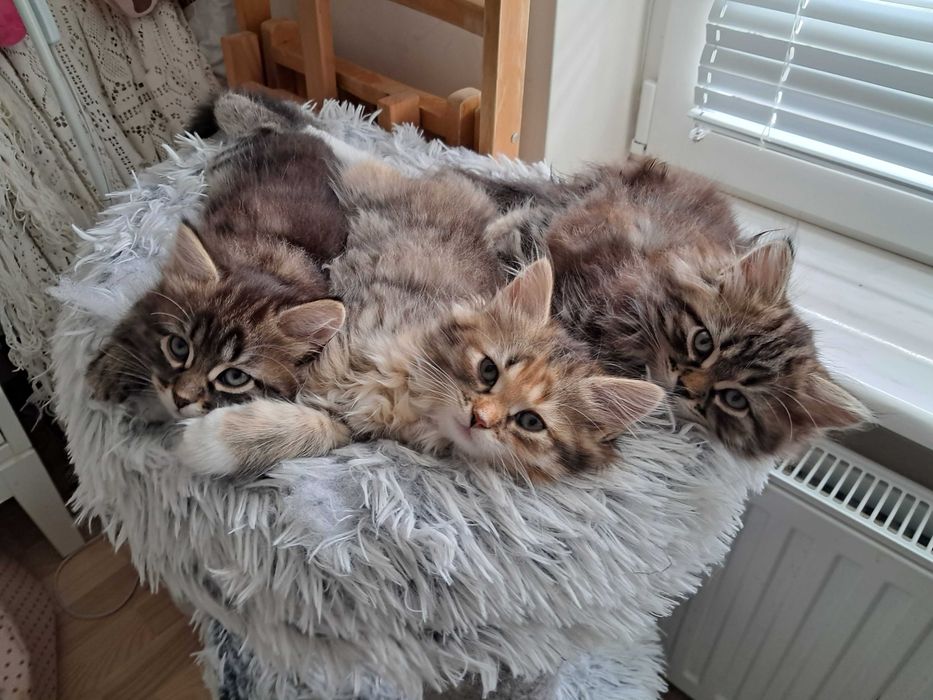 Kotki syberyjskie z rodowodem