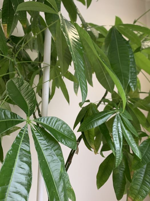 Продам чудовий, великий вазон — Пахіру