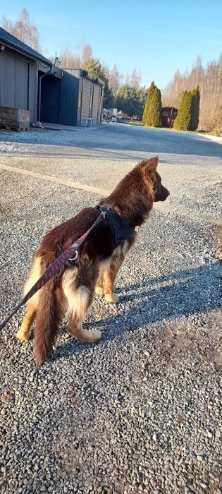 Owczarek niemiecki długowłosy śliczne szczenięta