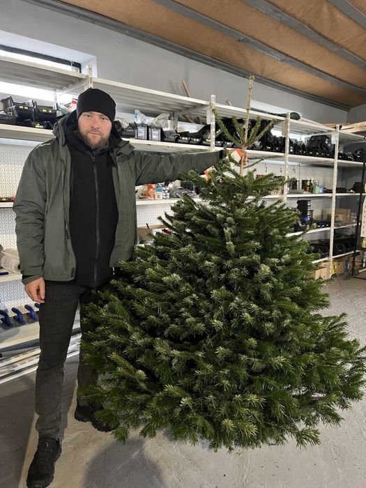 Ялинка жива на новий рік Ялиця Нордмана Преміум пушиста Піхта, Пихта