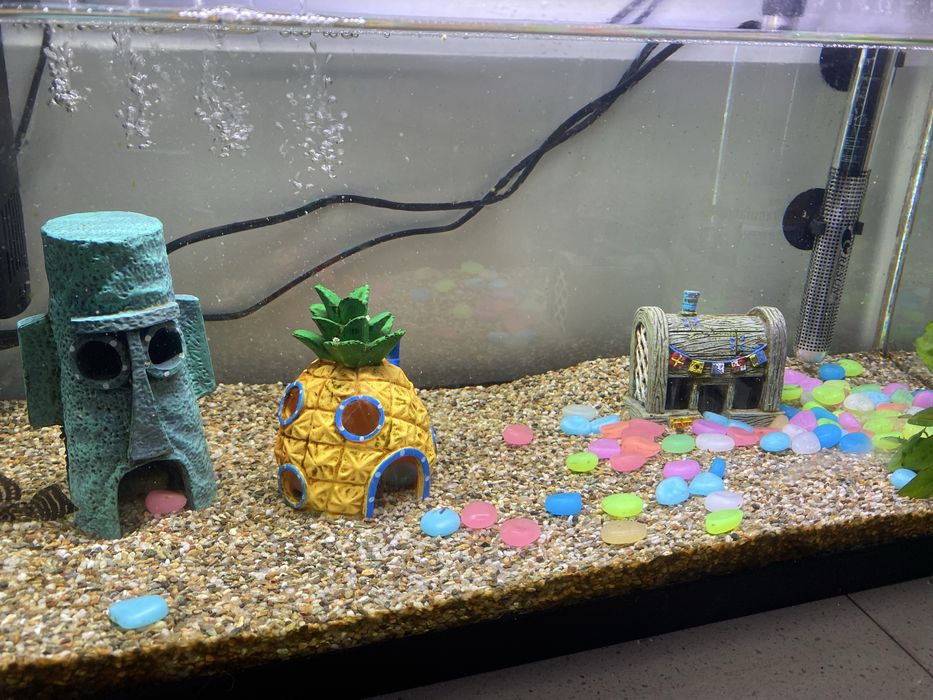 Aquario 60cm/equipamento/comida/decoracao/peixe