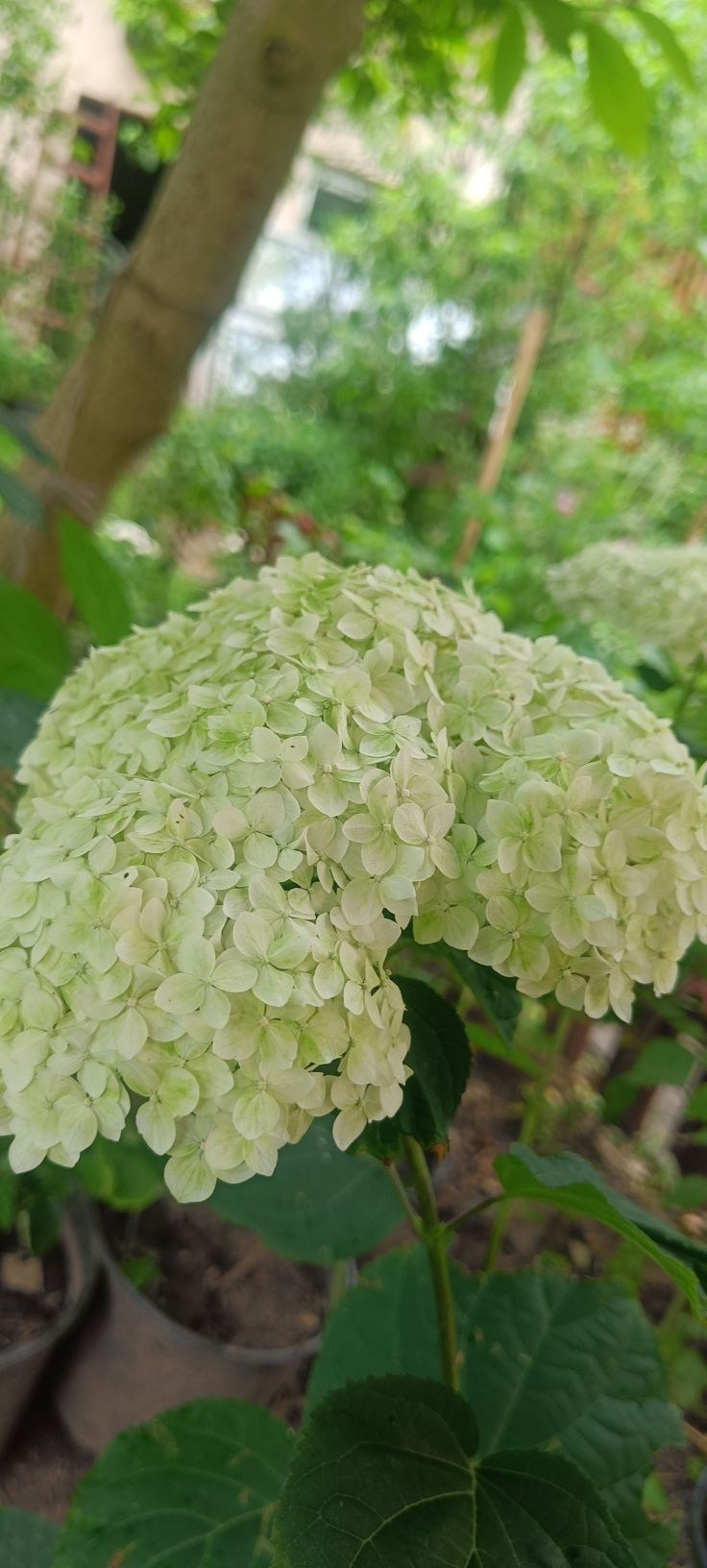 Hortensje Anabell