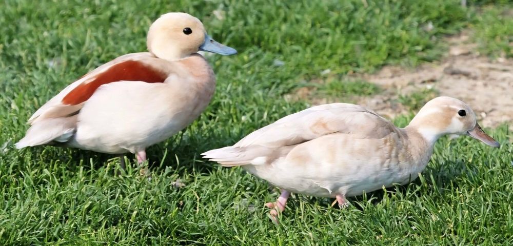 Disponivel casais de ring teal Azul