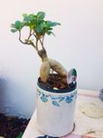 Bonsai ficus ginseng
