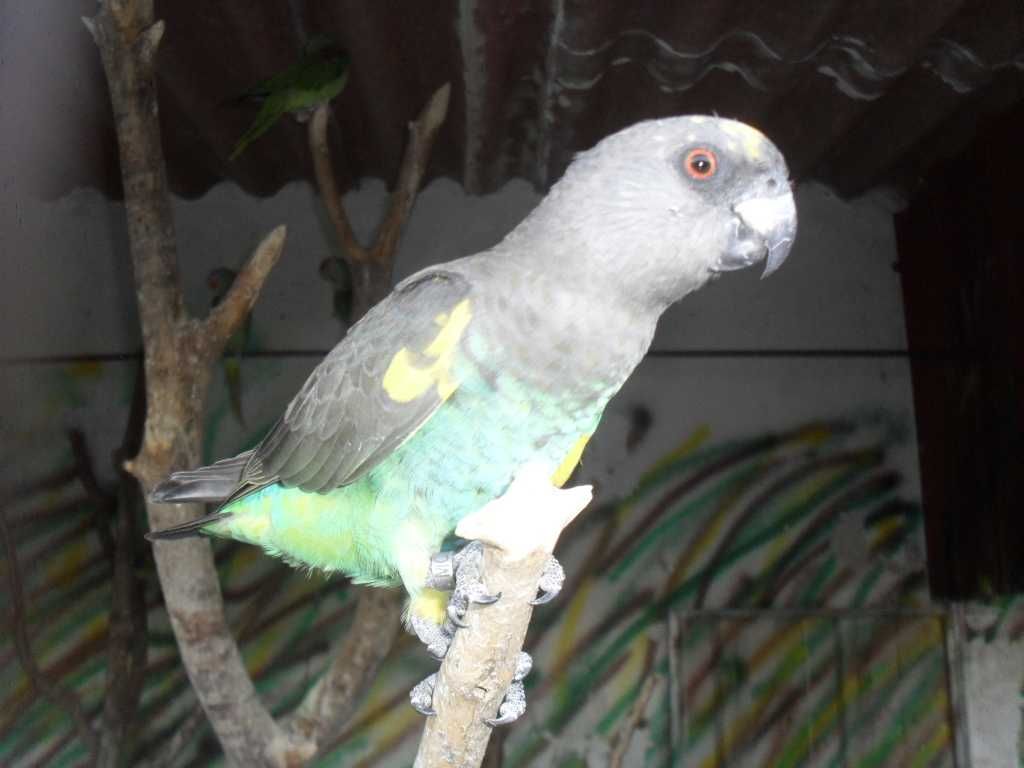 Papagaios e Araras