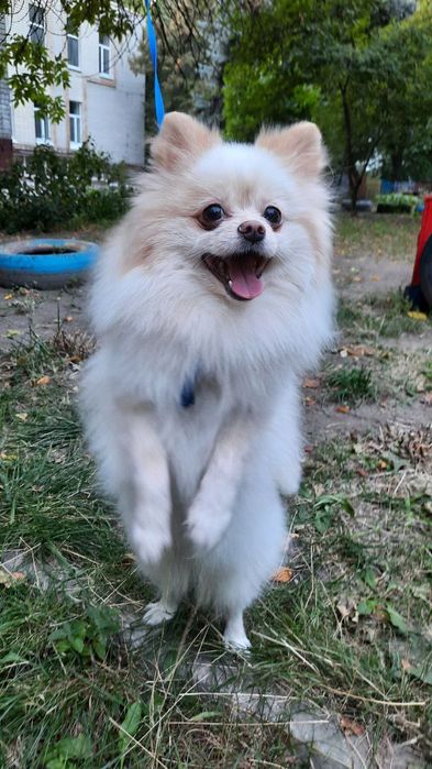 Чудовий хлопчик шпіца