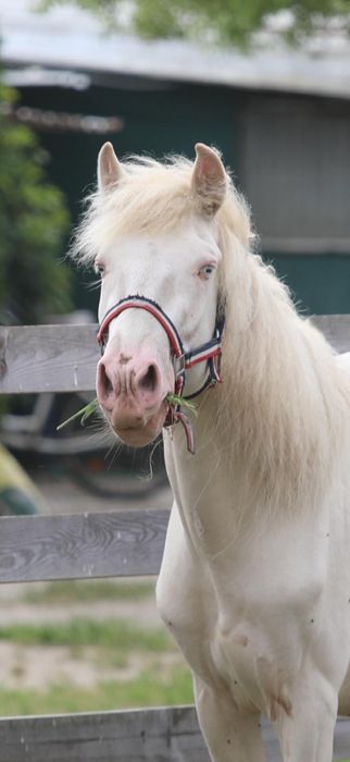 Poldro isabel lusitano cruzado