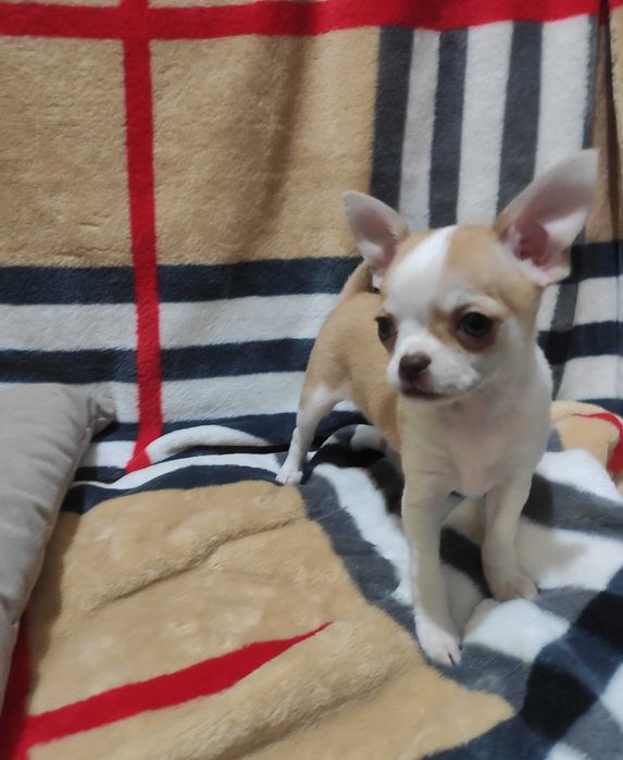 Чудові кольорові чихуахуа