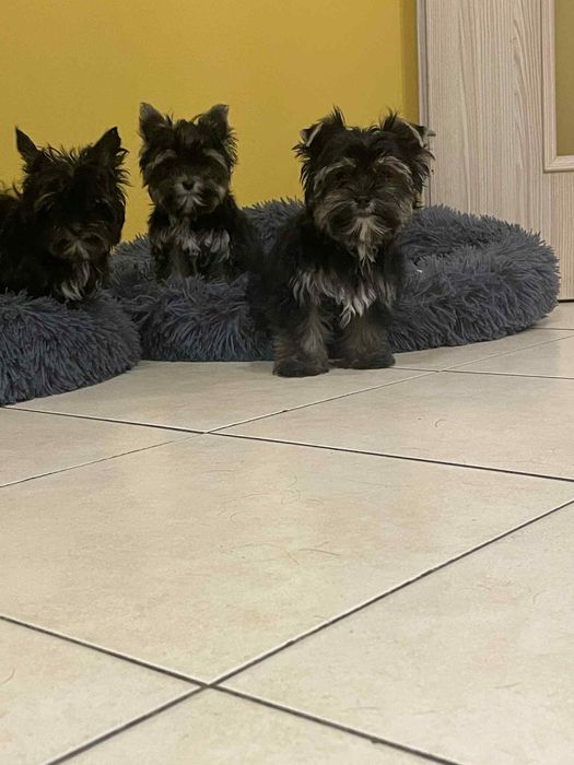 York Yorkshire Terrier suczka