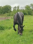Продам кобилу карої масті