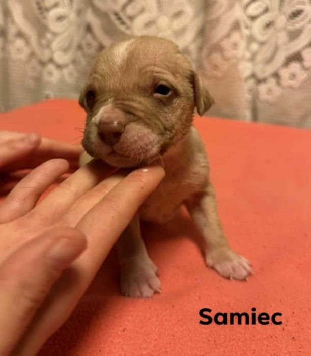 oddam w dobre ręce szczeniaki rasy pitbull