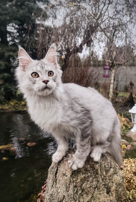 Maine Coon kocur do odbioru -srebrny