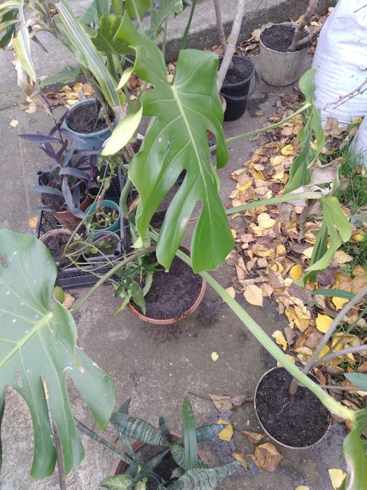 Монстера кімнатна рослина