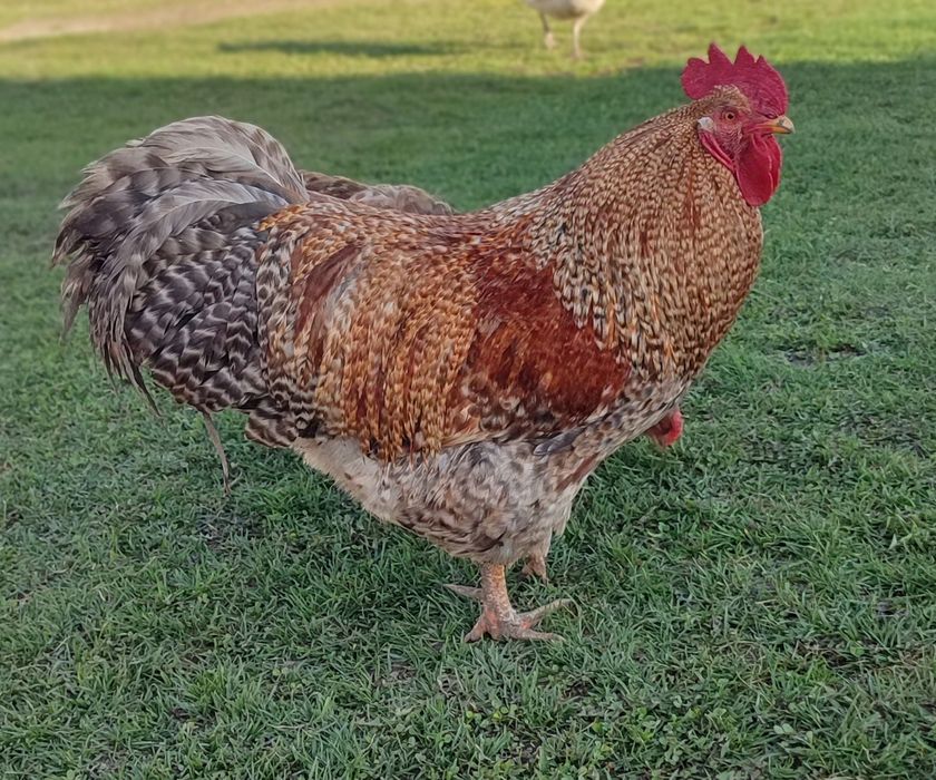 Півень породи білефельдер