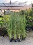 Trawa pampasowa CORTADERIA