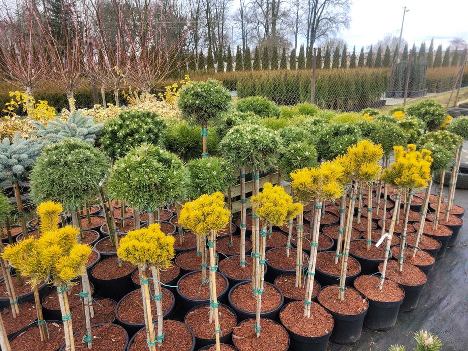 rośliny ozdobne szkółka Łabiszyn