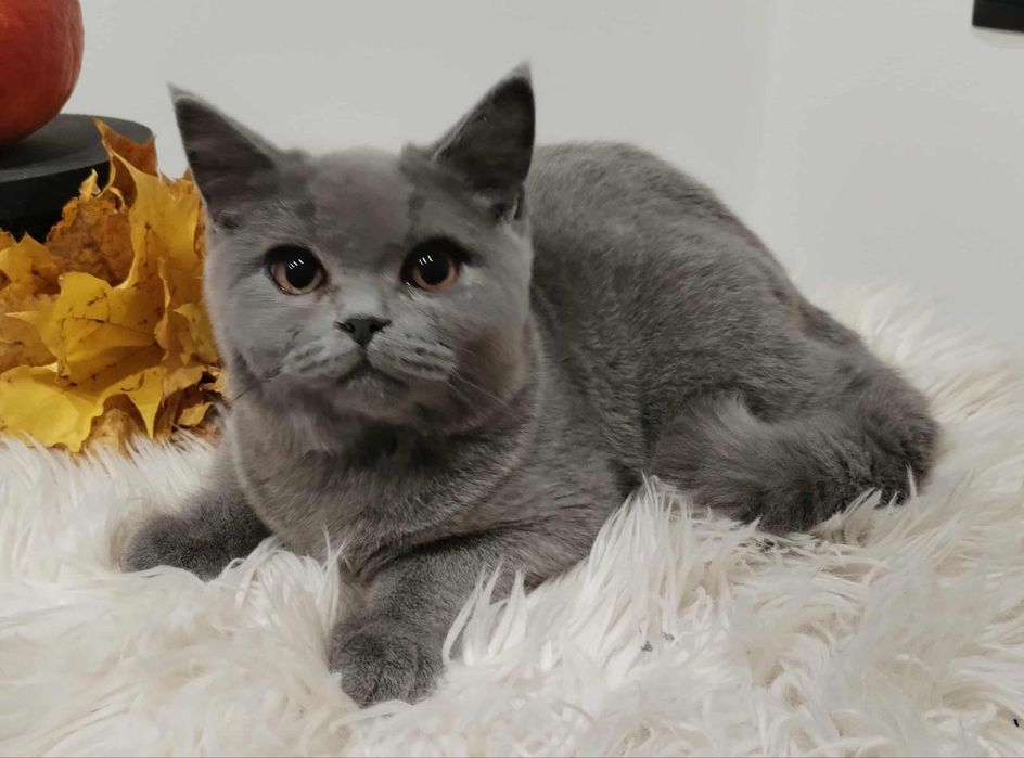 Kocięta Brytyjskie z rodowodem