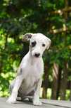 whippet suczka rodowód ZKwP