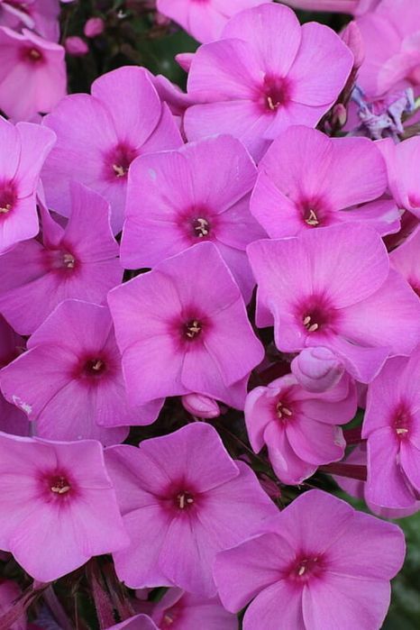 Floks 'Flame® Pink' Phlox C1