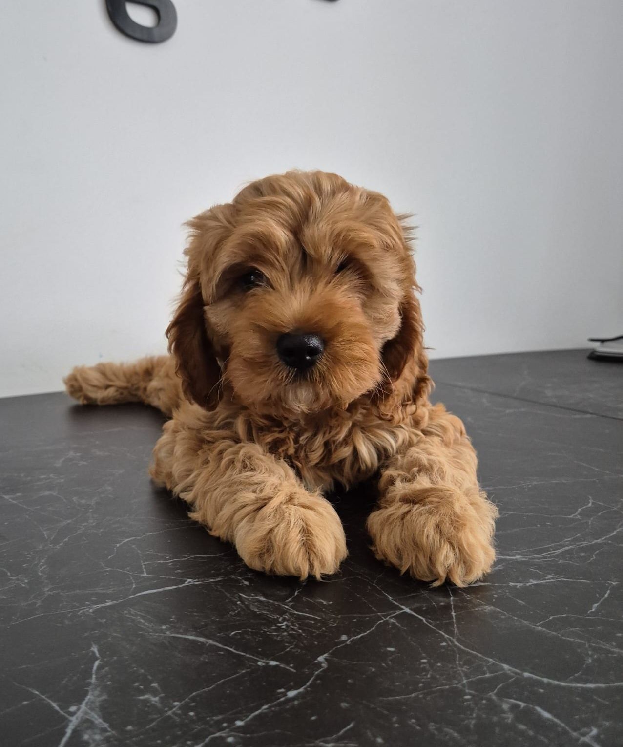 Cavapoo F1 Piesek Cavalier- Pudel
