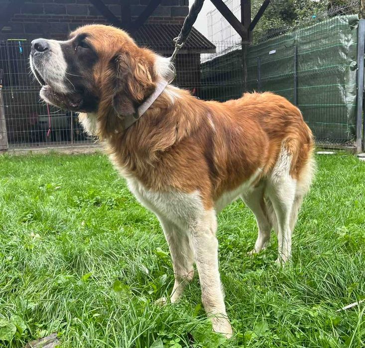 Psiak w typie bernardyna młody bardzo