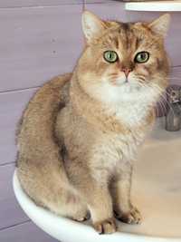 Золотой британский кот на вязку.