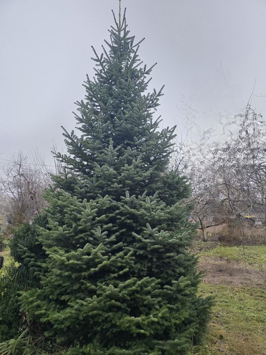 Ялинка жива (Ялиця)